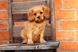 Cavapoo Dogs Breed - Information, Temperament, Size & Price | Lancaster Puppies