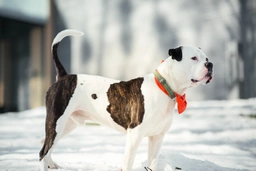 American Bulldog Dogs Breed - Information, Temperament, Size & Price | Pets4Homes