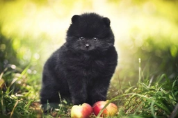 Pomeranian Dogs Breed - Information, Temperament, Size & Price | Pets4Homes
