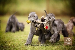 Bedlington Terrier Dogs Razza - Prezzo, Temperamento & Foto | AnnunciAnimali