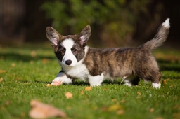 Welsh Corgi Cardigan Dogs Breed - Information, Temperament, Size & Price | Lancaster Puppies