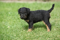 Jagdterrier Dogs Breed - Information, Temperament, Size & Price | Pets4Homes