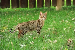 Savannah Cats Razza - Prezzo, Temperamento & Foto | AnnunciAnimali