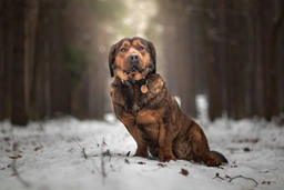 Bassotto Alpino Dogs Razza - Prezzo, Temperamento & Foto | AnnunciAnimali