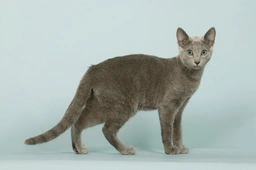 Azul Ruso Cats Raza - Características, Fotos & Precio | MundoAnimalia