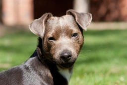 Patterdale Terrier Dogs Razza - Prezzo, Temperamento & Foto | AnnunciAnimali