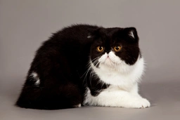 Exotic shorthair Cats Razza - Prezzo, Temperamento & Foto | AnnunciAnimali