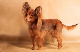 Russian Toy Terrier Dogs Breed - Information, Temperament, Size & Price | Lancaster Puppies