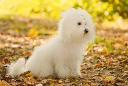 Bolognezer Dogs Ras: Karakter, Levensduur & Prijs | Puppyplaats