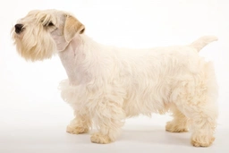 Sealyham Terrier Dogs Breed - Information, Temperament, Size & Price | Pets4Homes