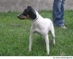 Ratonero Bodeguero Andaluz Dogs Raza - Características, Fotos & Precio | MundoAnimalia