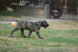 Presa Canario Dogs Breed - Information, Temperament, Size & Price | Pets4Homes