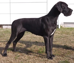 Dogo Alemán Dogs Raza - Características, Fotos & Precio | MundoAnimalia