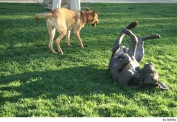 Mastino Napoletano Dogs Ras: Karakter, Levensduur & Prijs | Puppyplaats