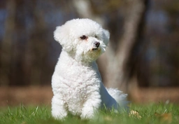 Bichon Frise Dogs Breed - Information, Temperament, Size & Price | Pets4Homes