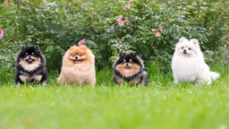 Pomeranian Dogs Breed - Information, Temperament, Size & Price | Pets4Homes