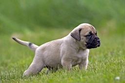 Mastiff Dogs Ras: Karakter, Levensduur & Prijs | Puppyplaats