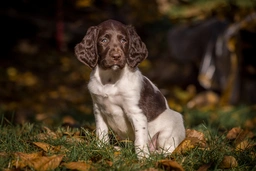Heidewachtel Dogs Ras: Karakter, Levensduur & Prijs | Puppyplaats