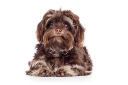 Bolonka Zwetna Dogs Ras: Karakter, Levensduur & Prijs | Puppyplaats