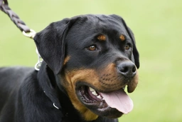 Rottweiler Dogs Raza - Características, Fotos & Precio | MundoAnimalia