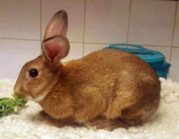 Golden Glavcot Rabbits Breed - Information, Temperament, Size & Price | Pets4Homes
