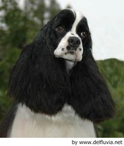 Cocker Americano Dogs Razza - Prezzo, Temperamento & Foto | AnnunciAnimali