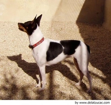 Gos Rater Valencià Dogs Raza - Características, Fotos & Precio | MundoAnimalia