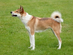 Laika de Siberia Occidental Dogs Raza - Características, Fotos & Precio | MundoAnimalia