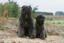 Bouvier Des Flandres Dogs Breed - Information, Temperament, Size & Price | Lancaster Puppies