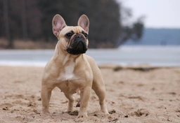 French Bulldog Dogs Breed - Information, Temperament, Size & Price | Lancaster Puppies