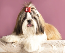 Shih Tzu Dogs Breed - Information, Temperament, Size & Price | Pets4Homes