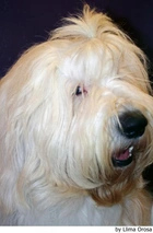 Old English Sheepdog Dogs Ras: Karakter, Levensduur & Prijs | Puppyplaats