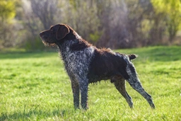 German Wirehaired Pointer Dogs Breed - Information, Temperament, Size & Price | Lancaster Puppies