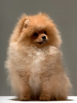 Pomeranian Dogs Breed - Information, Temperament, Size & Price | Pets4Homes