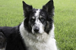 Welsh Collie Dogs Ras: Karakter, Levensduur & Prijs | Puppyplaats