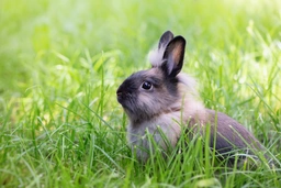 Lionhead Rabbits Breed - Information, Temperament, Size & Price | Pets4Homes