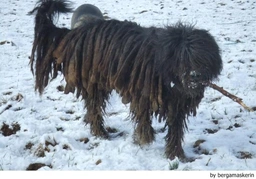 Bergamasco Dogs Breed - Information, Temperament, Size & Price | Lancaster Puppies