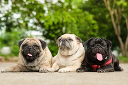 Pug Dogs Breed - Information, Temperament, Size & Price | Pets4Homes