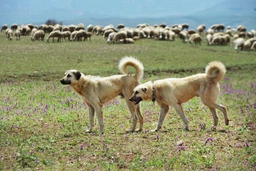 Anatolische Herdershond Dogs Ras: Karakter, Levensduur & Prijs | Puppyplaats