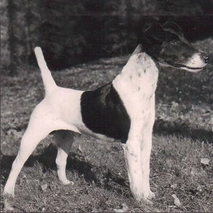 Fox Terrier Dogs Razza - Prezzo, Temperamento & Foto | AnnunciAnimali