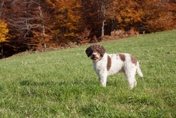 Lagotto Romagnolo Dogs Ras: Karakter, Levensduur & Prijs | Puppyplaats
