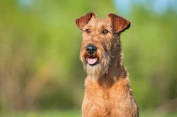 Irish Terrier Dogs Breed - Information, Temperament, Size & Price | Lancaster Puppies