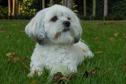 Malshi Dogs Ras: Karakter, Levensduur & Prijs | Puppyplaats