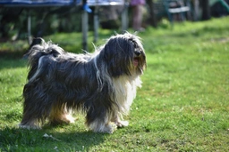 Terrier Tibetano Dogs Raza - Características, Fotos & Precio | MundoAnimalia