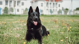 German Shepherd Dogs Breed - Information, Temperament, Size & Price | Pets4Homes