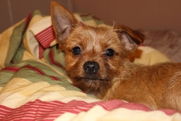 Chorkie Dogs Breed - Information, Temperament, Size & Price | Pets4Homes