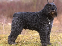 Bouvier Des Flandres Dogs Breed - Information, Temperament, Size & Price | Lancaster Puppies