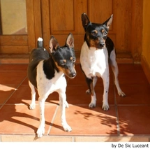 Gos Rater Valencià Dogs Raza - Características, Fotos & Precio | MundoAnimalia