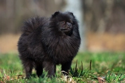 Pomeranian Dogs Breed - Information, Temperament, Size & Price | Pets4Homes