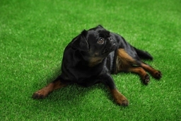 Petit Brabancon Dogs Ras: Karakter, Levensduur & Prijs | Puppyplaats